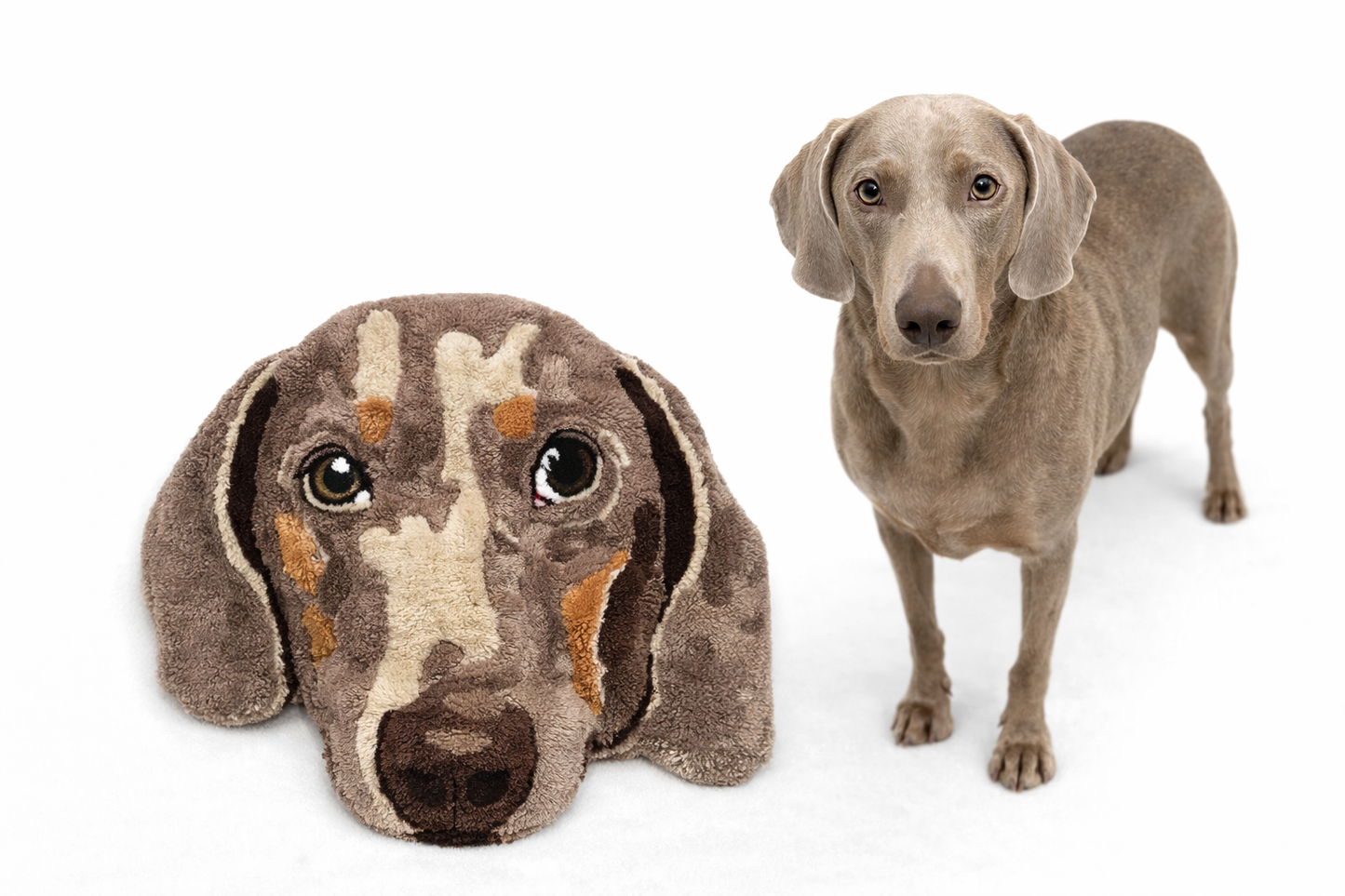 Iconic Pet Carpet